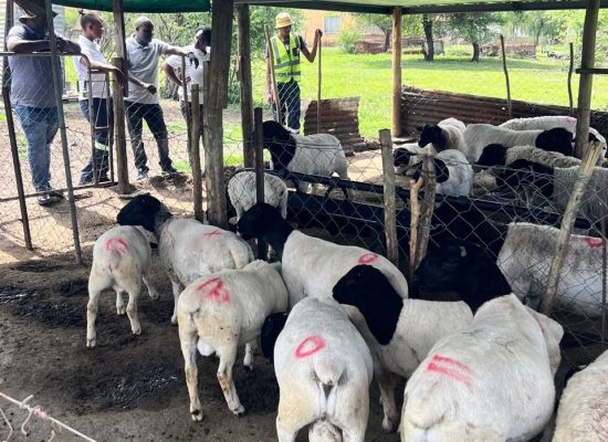 WhatsApp Image 2025-12-19 at 11.20.41